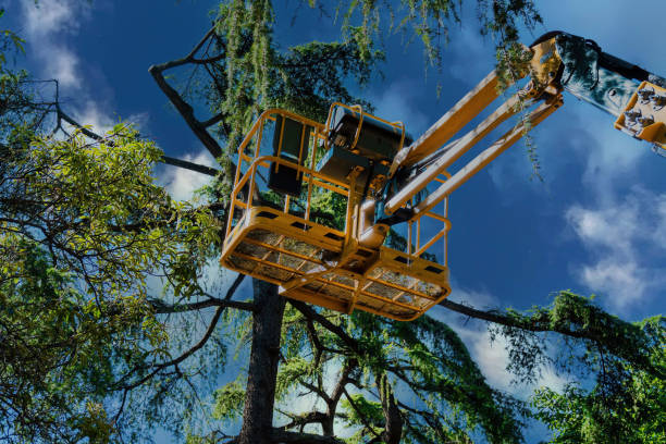 Reliable Hillsboro, ND Tree Removal and Landscaping Services Solutions